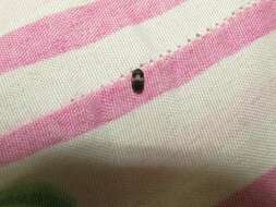 Image of Banded Black Carpet Beetle