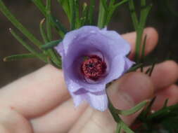 Image of Hibiscus hakeifolius Giordano