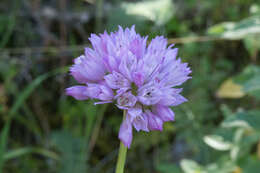 Image of jeweled onion