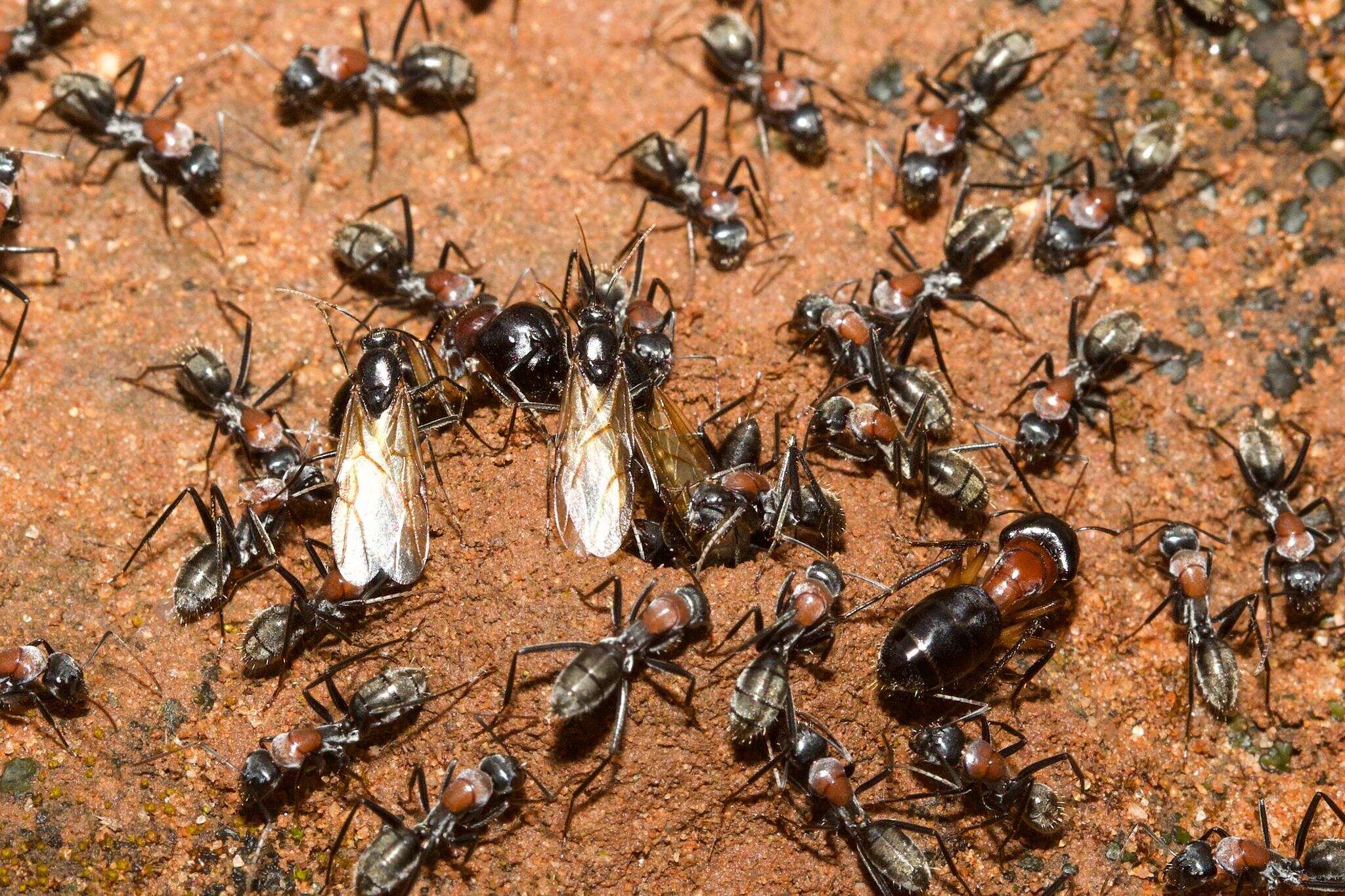 Image de Camponotus ephippium (Smith 1858)