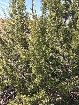 Image of Arizona Juniper