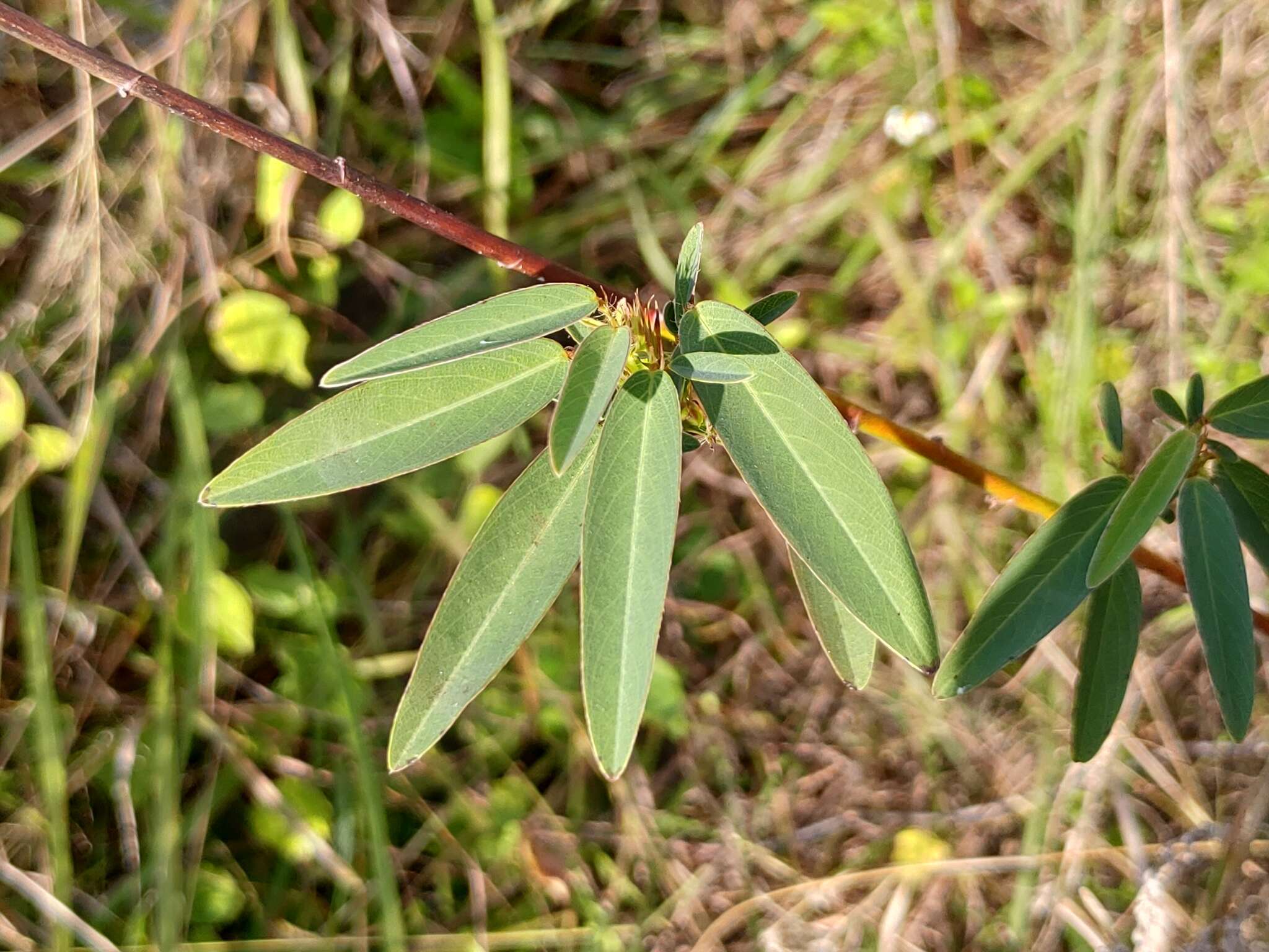 Imagem de Codariocalyx motorius (Houtt.) H. Ohashi