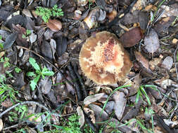 Image of Amanita novinupta Tulloss & J. Lindgr. 1994