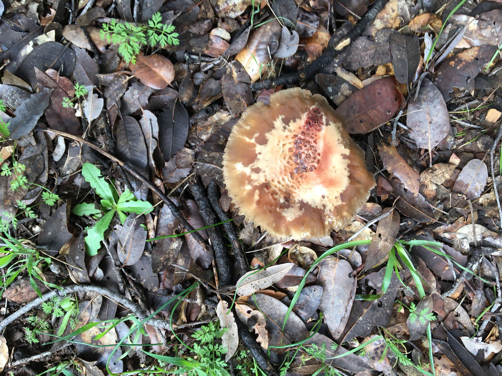 Image of Amanita novinupta Tulloss & J. Lindgr. 1994