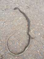 Image of buff striped keelback