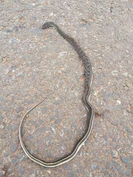 Image of buff striped keelback