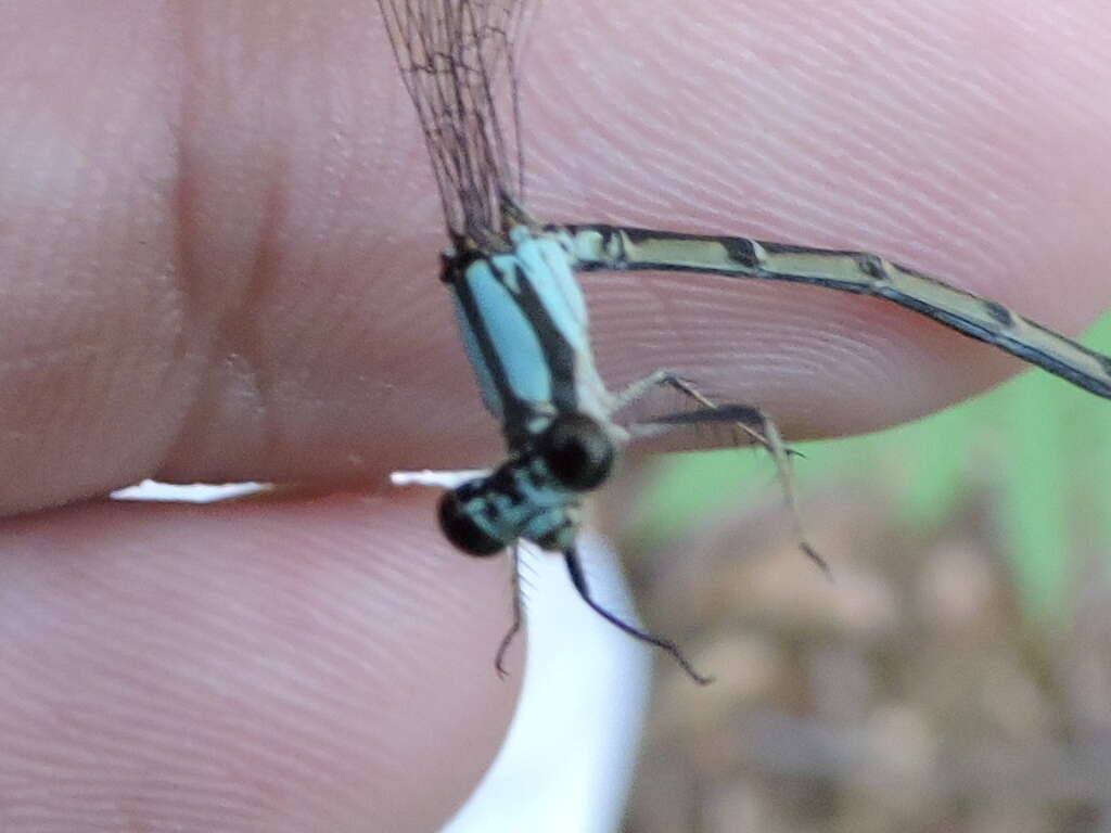 Image of Blue-tipped Dancer