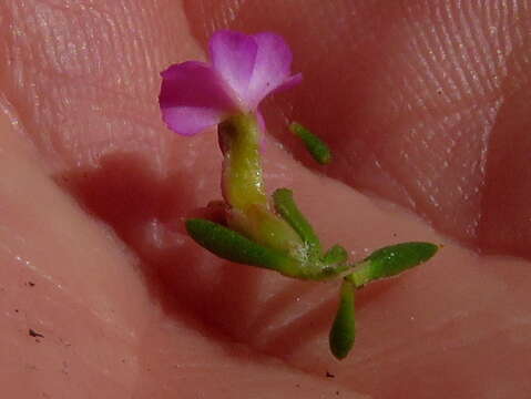 Image of Muraltia pageae Levyns