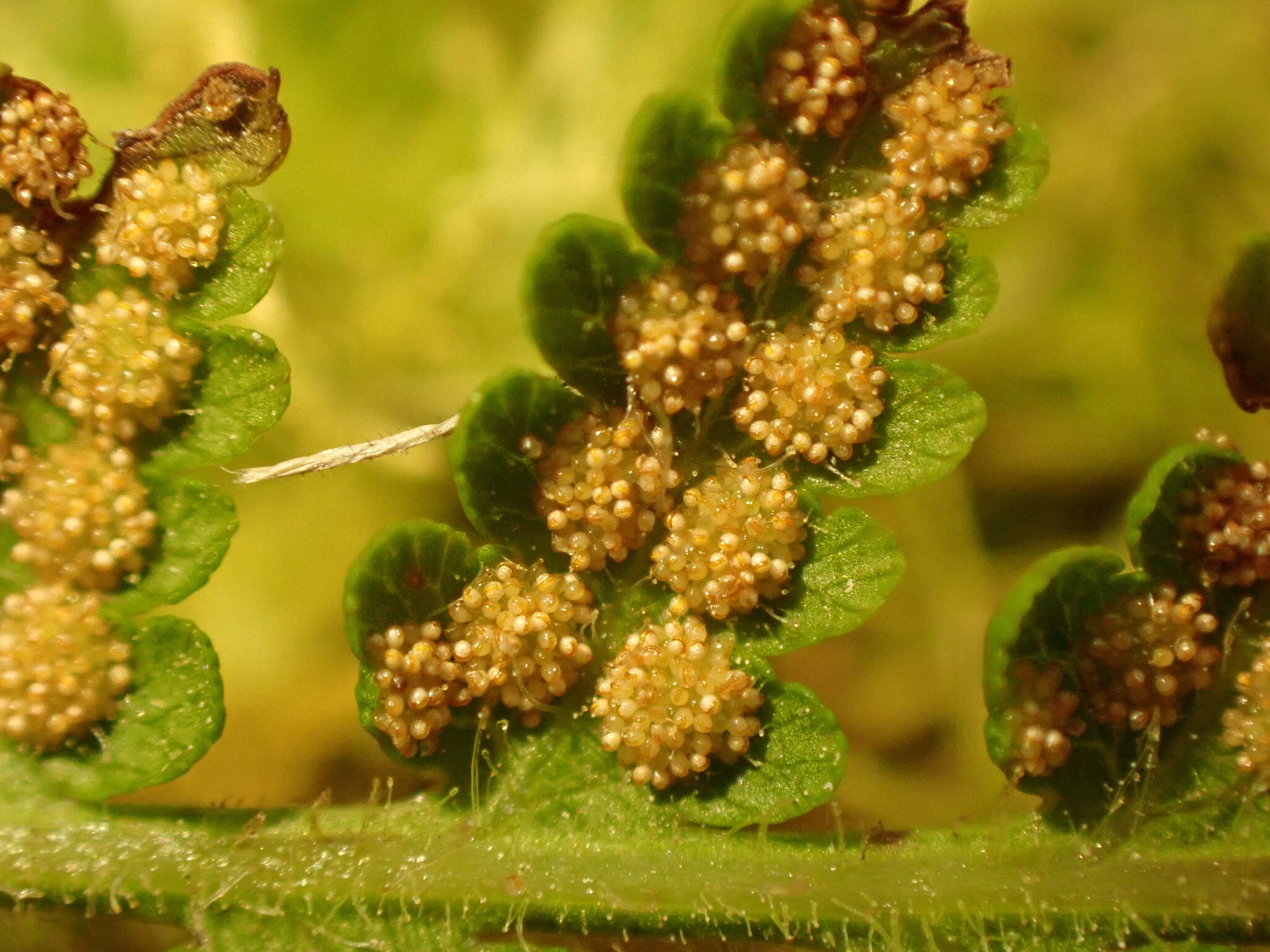 Image of Hypolepis resistens (Kunze) Hook.