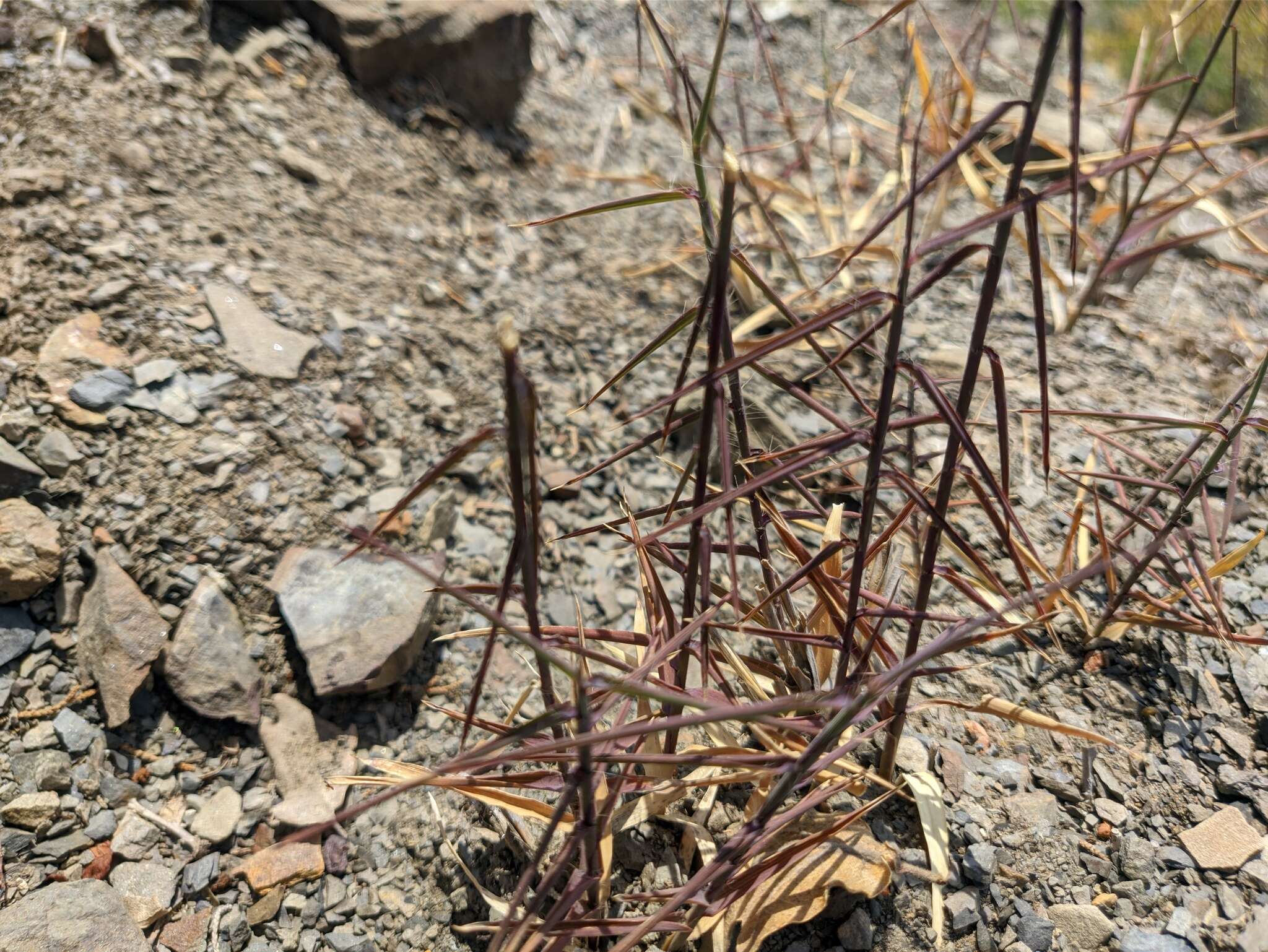 Plancia ëd Cleistogenes serotina (L.) Keng