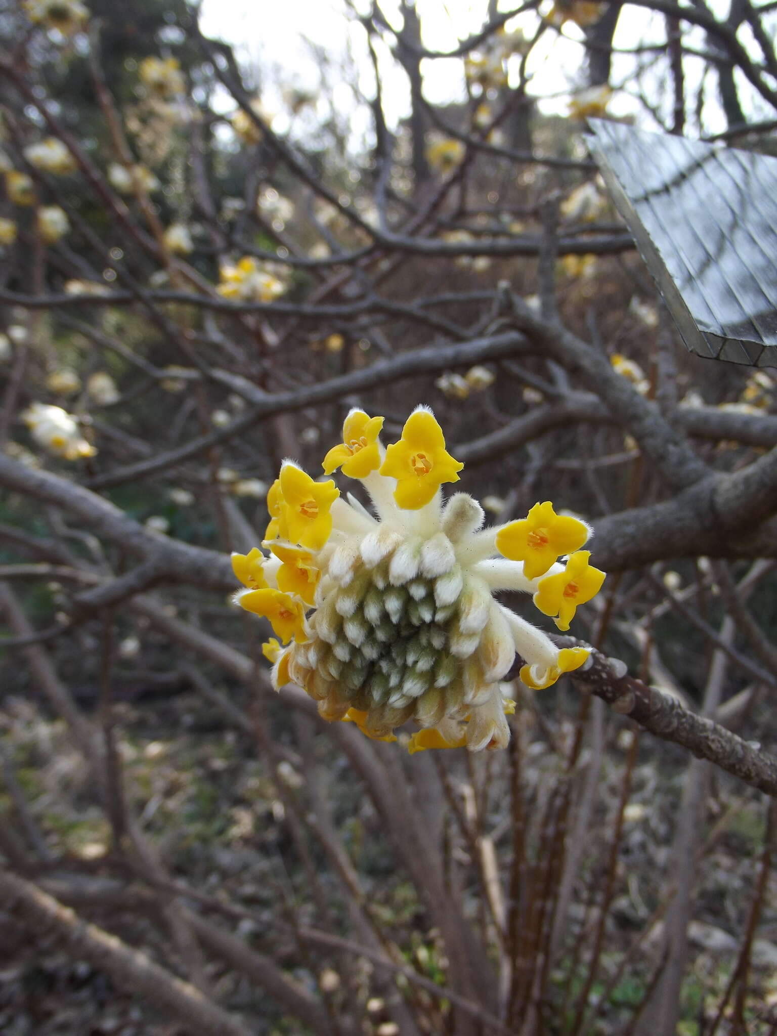 Plancia ëd Edgeworthia chrysantha Lindl.