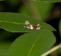 Olethreutes fasciatana Clemens 1860 resmi