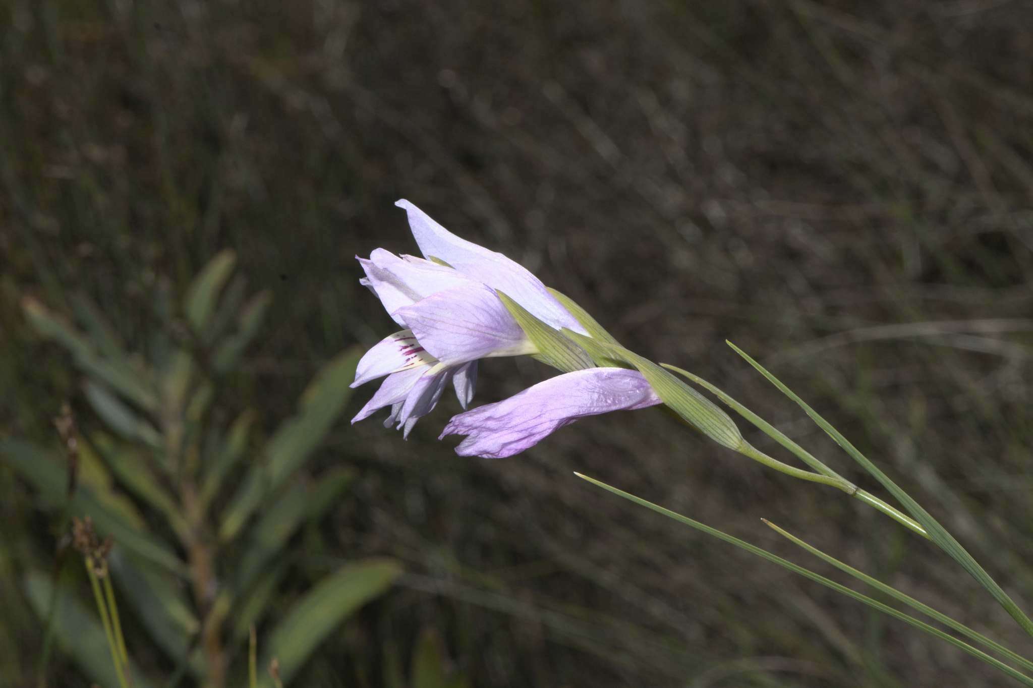 Imagem de Gladiolus blommesteinii L. Bolus