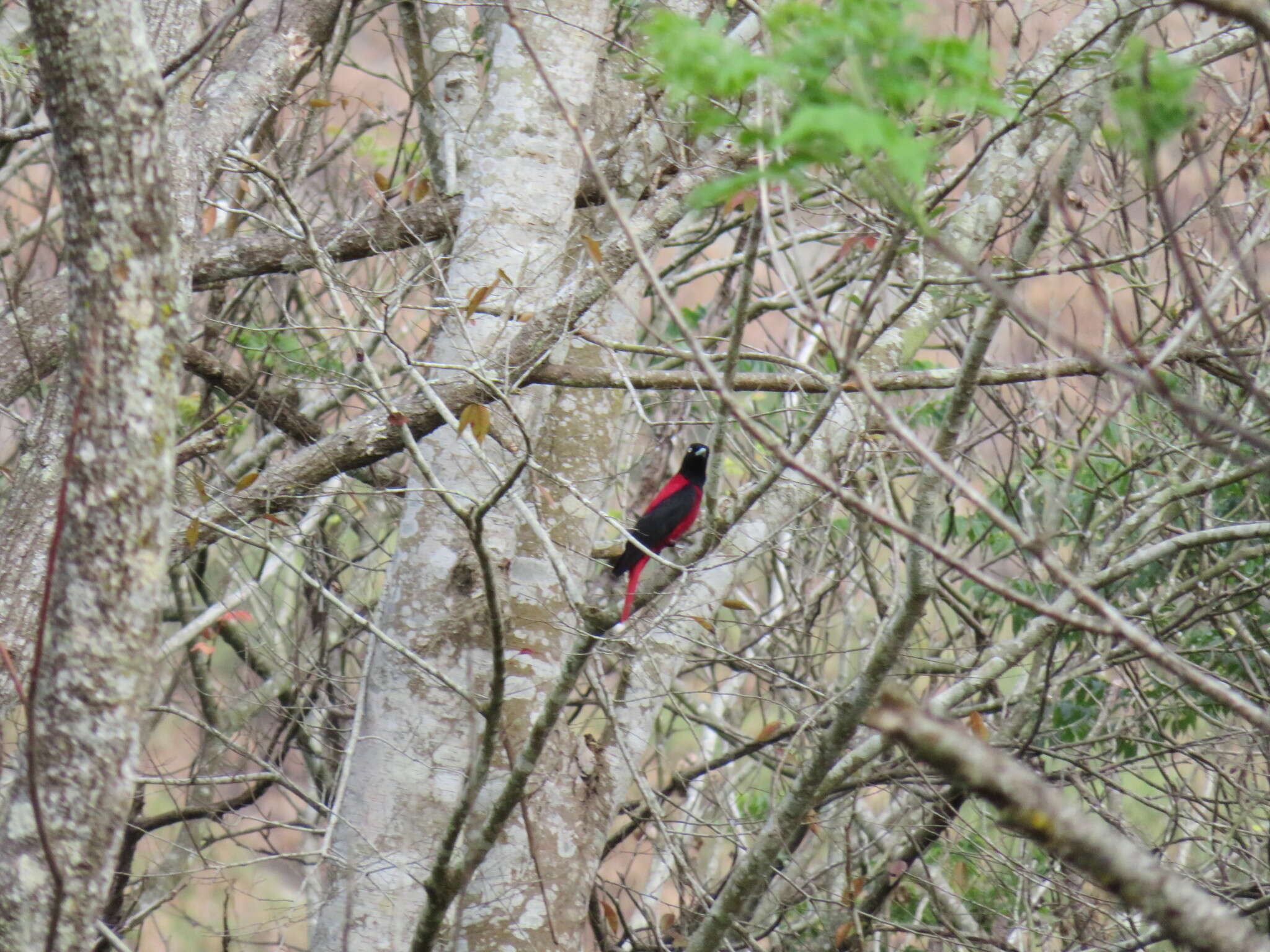 Image of Maroon Oriole