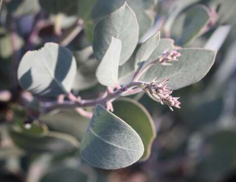 Image of Mallory's manzanita