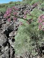 Imagem de Lomatium columbianum Mathias & Constance