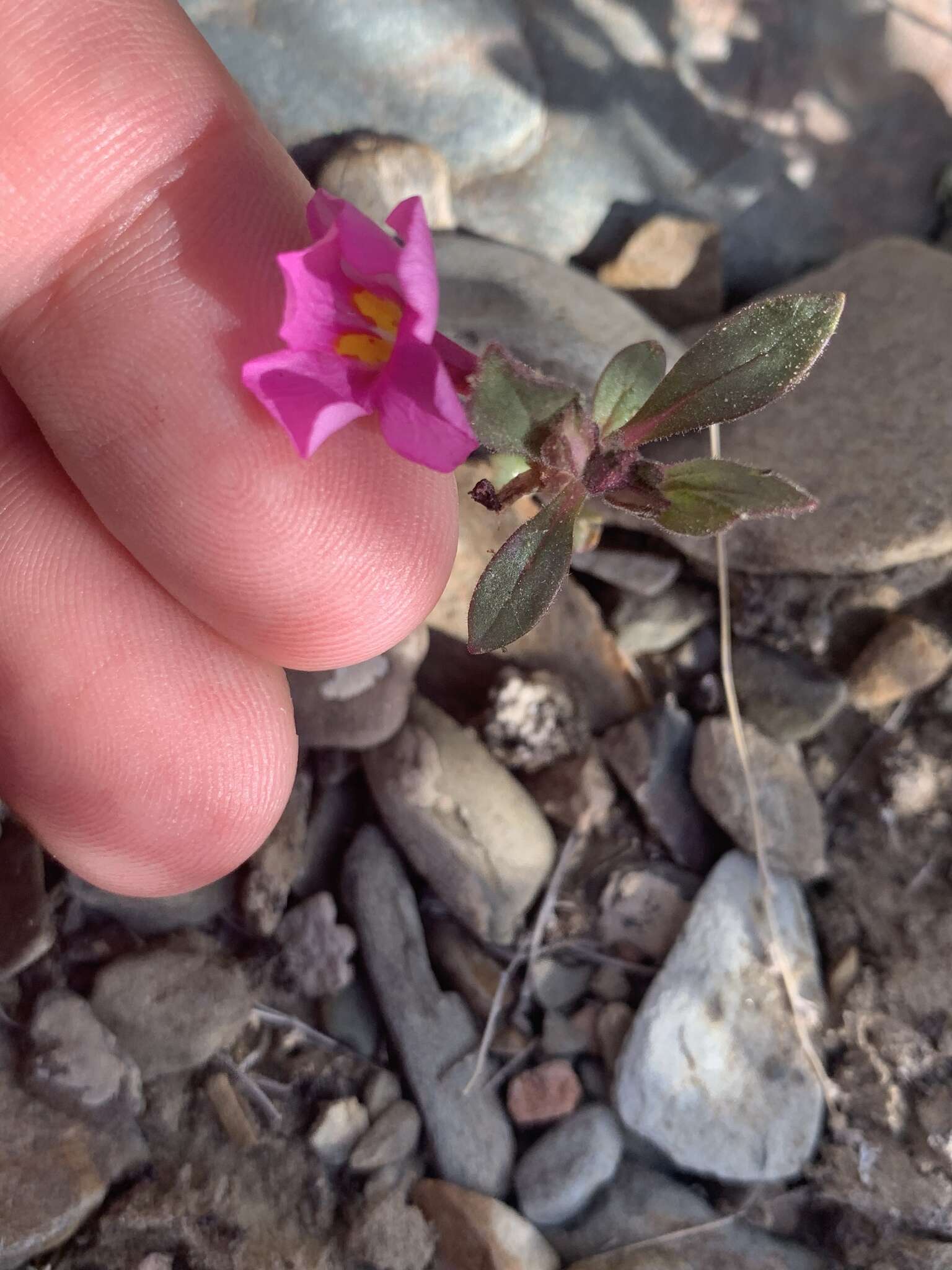 Image of annual redspot monkeyflower