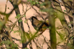 Image of Barred Wren-Warbler