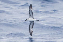 Image of Black-capped Petrel