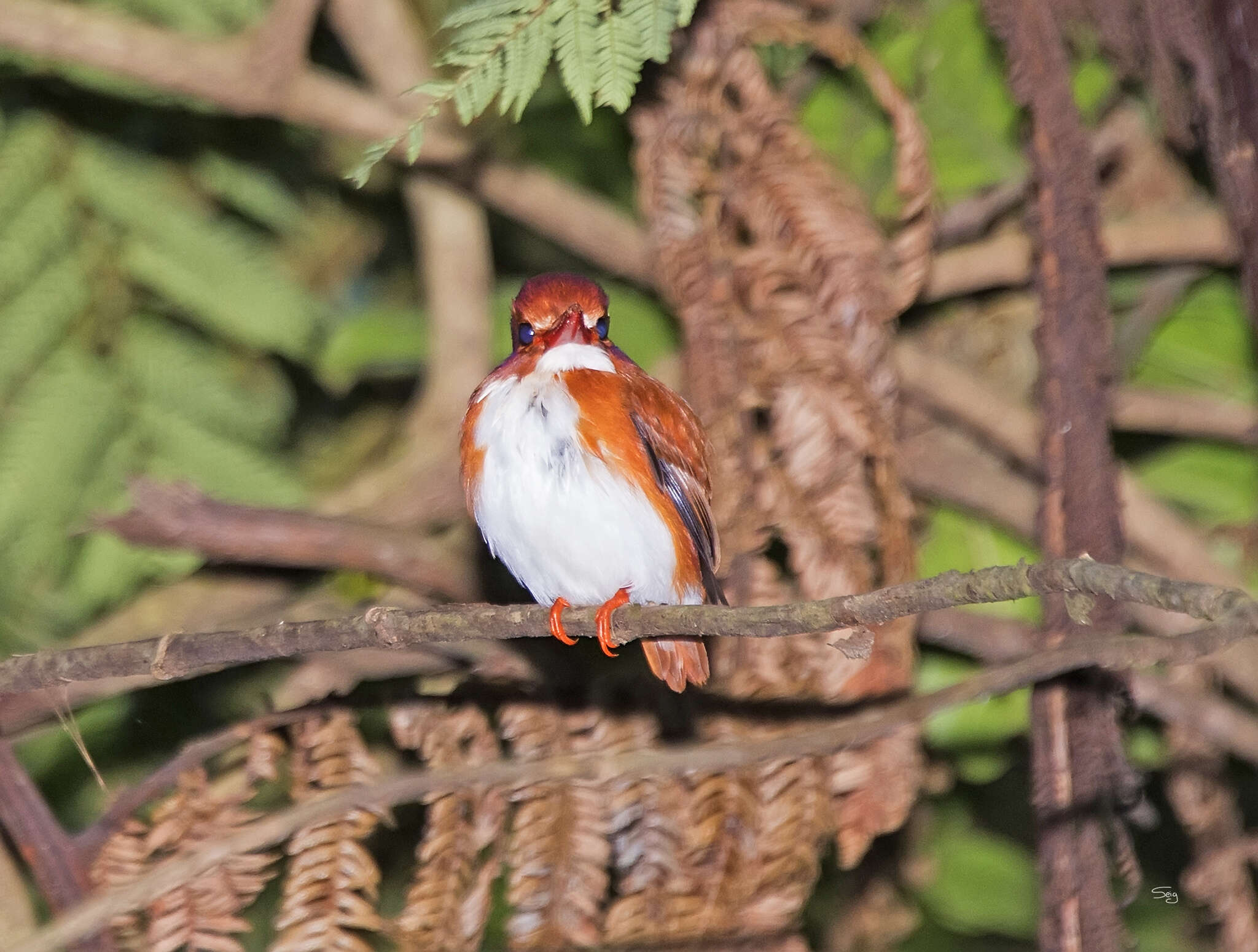 صورة Corythornis madagascariensis (Linnaeus 1766)