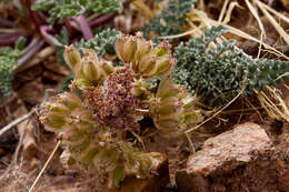 Image of bulbous springparsley