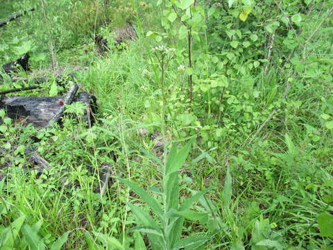 Image of Saussurea parviflora (Poir.) DC.