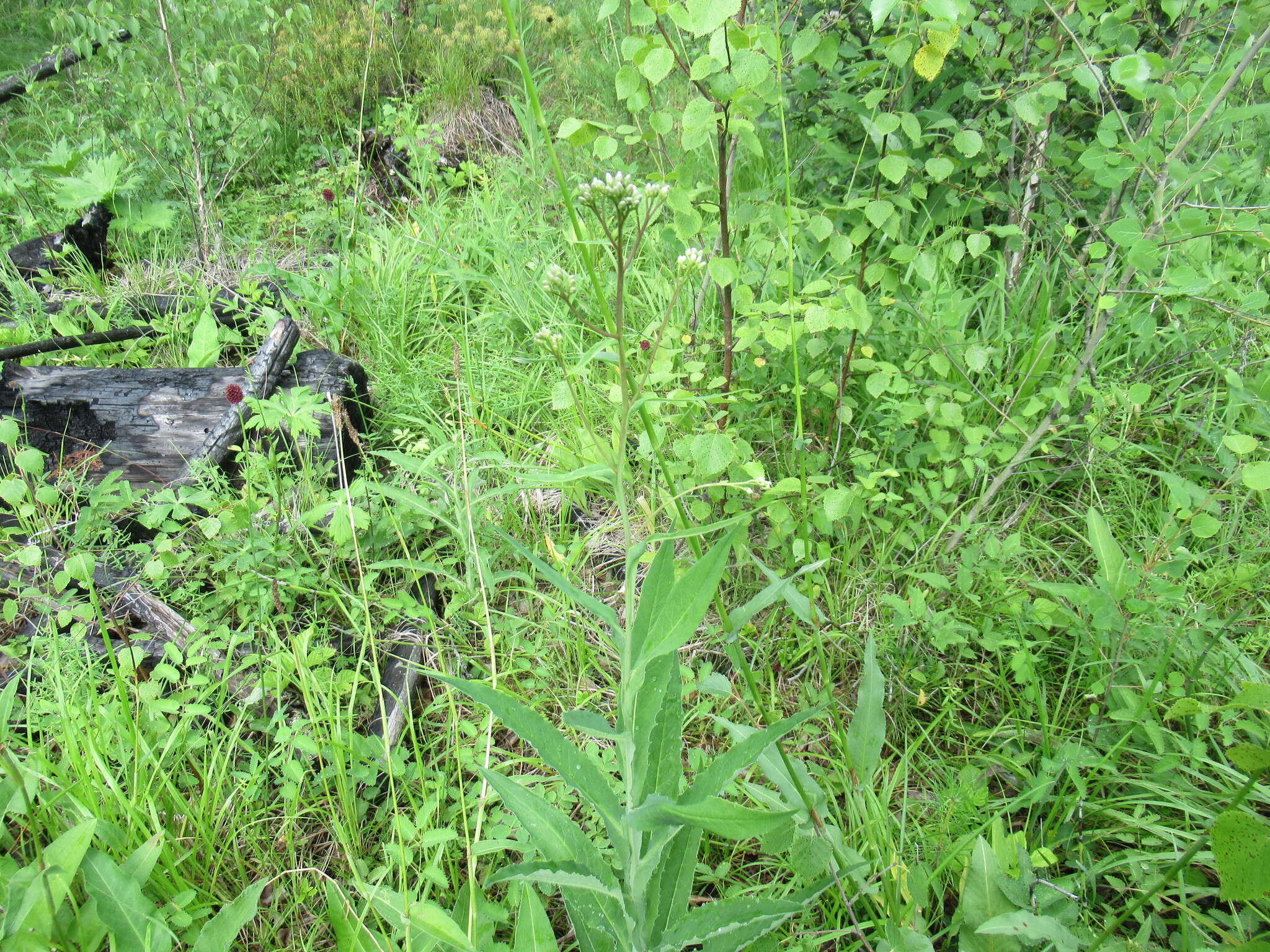 Image of Saussurea parviflora (Poir.) DC.