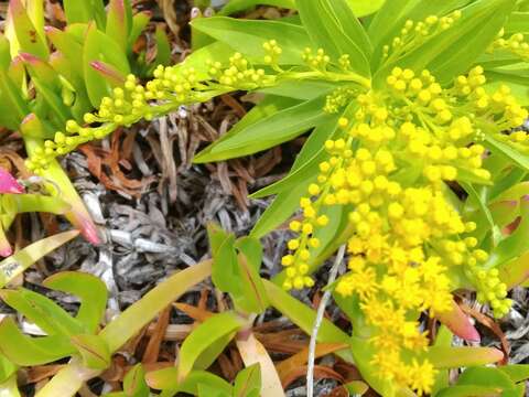 Image of Solidago azorica Hochst.