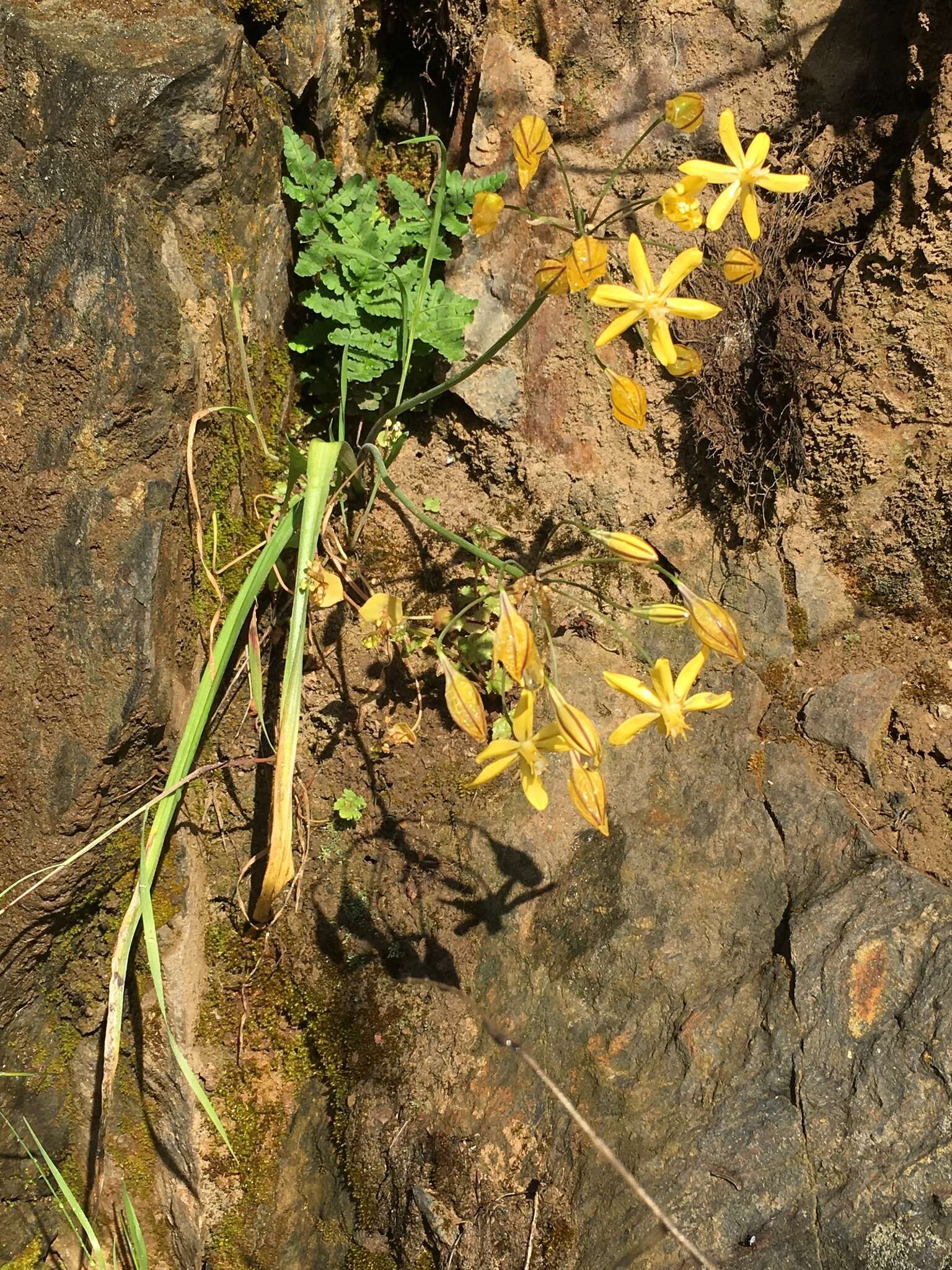 Sivun Triteleia ixioides (Dryand. ex W. T. Aiton) Greene kuva