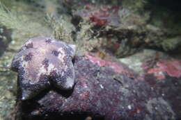 Image of Tesselated slime star