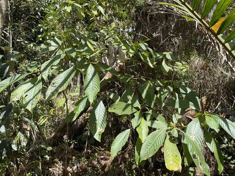 Image of Palicourea berteroana (DC.) Borhidi