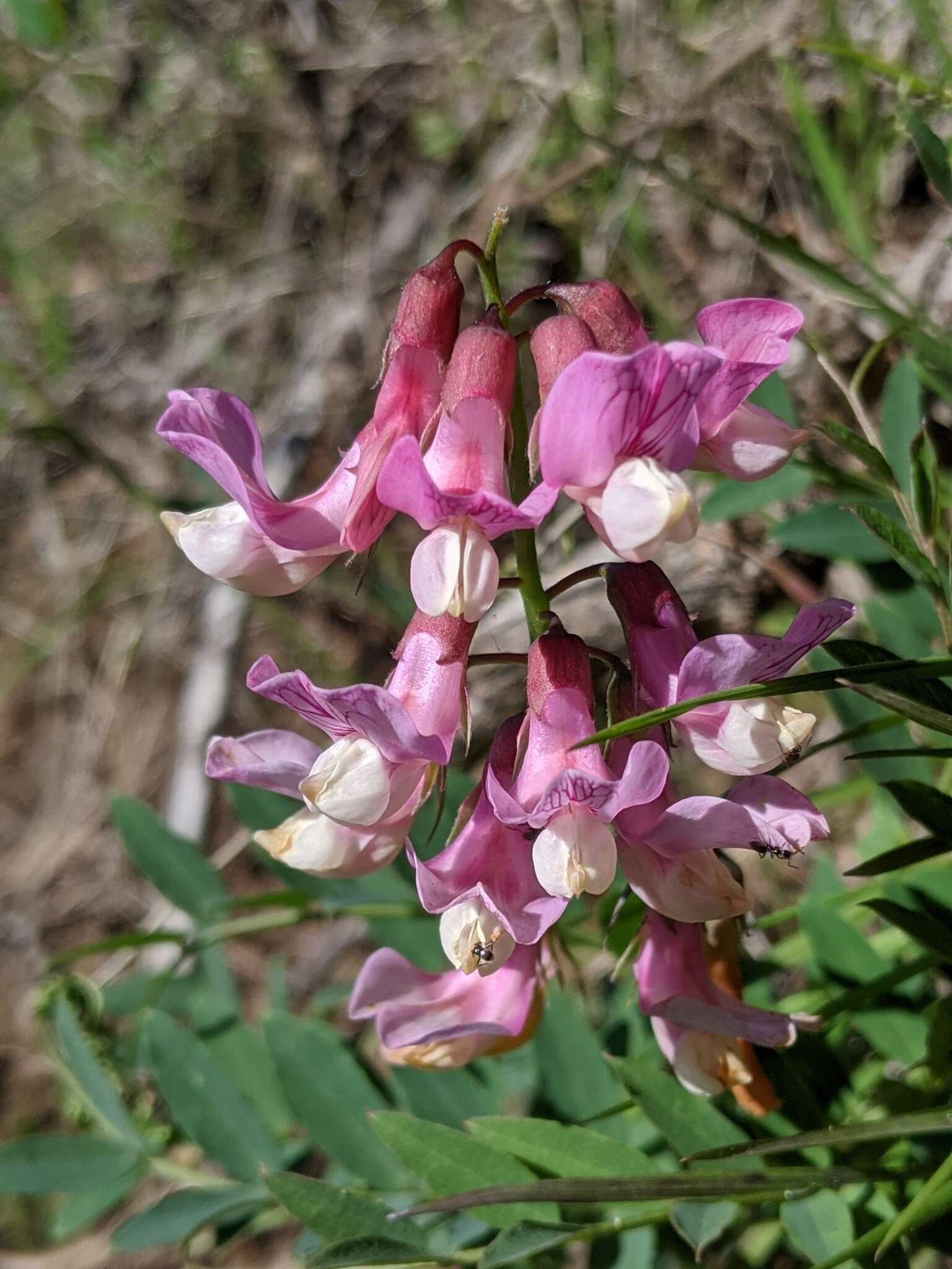 Image of Pacific pea