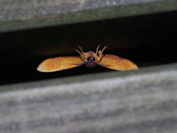 Image of scorched wing