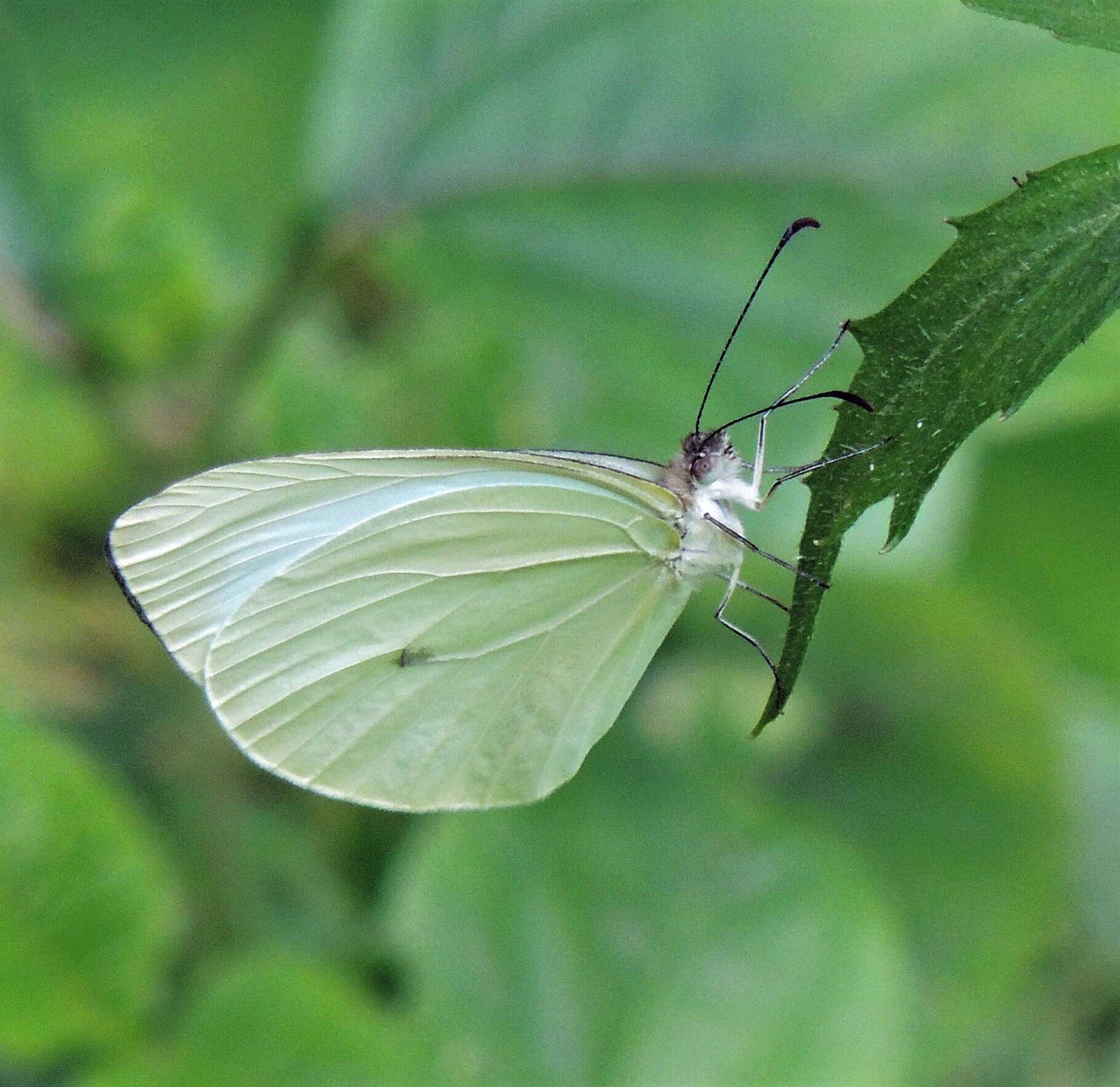 Image of Pseudopieris