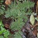 Sivun Athyrium ferulaceum (T. Moore ex Hook.) H. Christ kuva