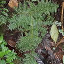 Image of Athyrium ferulaceum (T. Moore ex Hook.) H. Christ