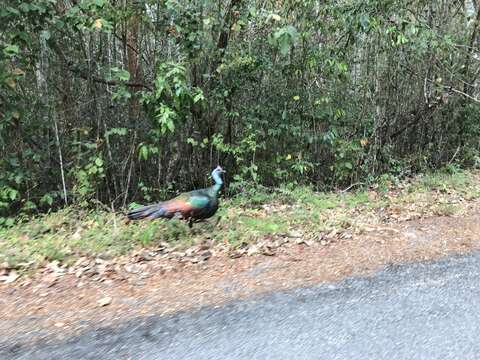 Image of Ocellated Turkey