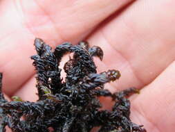 Image of Hooked Scorpion Moss