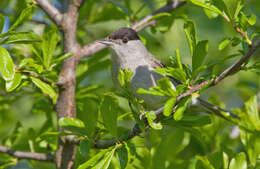 Image of Blackcap