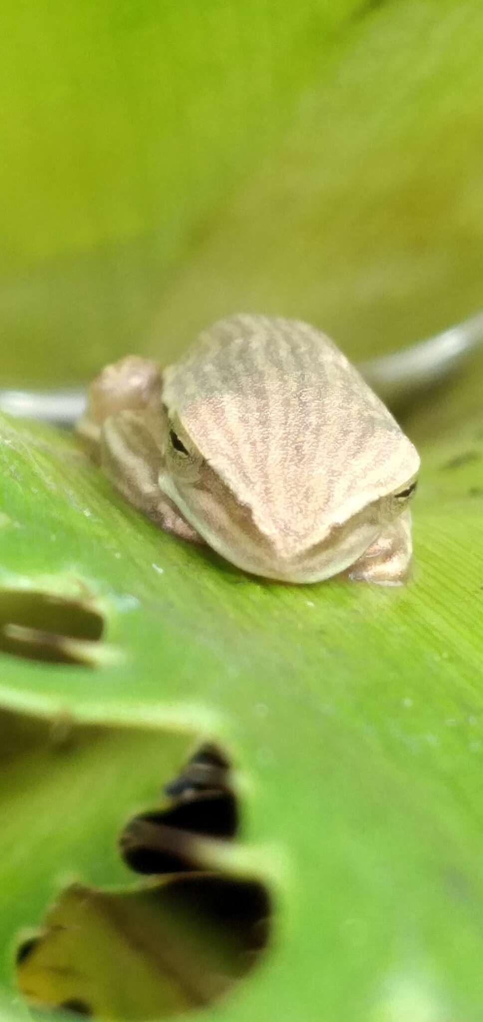 Imagem de Boana leptolineata (Braun & Braun 1977)