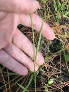 Image of Baldwin's Beak Sedge