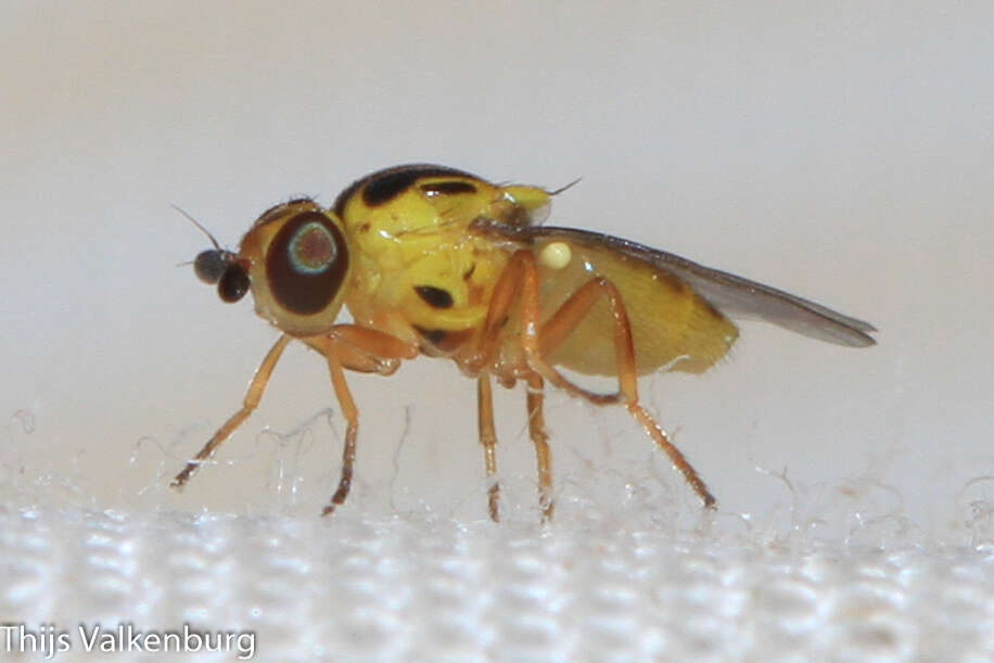 Image of Thaumatomyia notata (Meigen 1830)