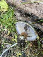 Image of Cortinarius glaucopus (Schaeff.) Gray 1821