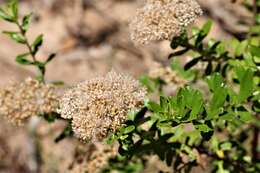 Image of Ozothamnus cuneifolius (Benth.) A. A. Anderberg