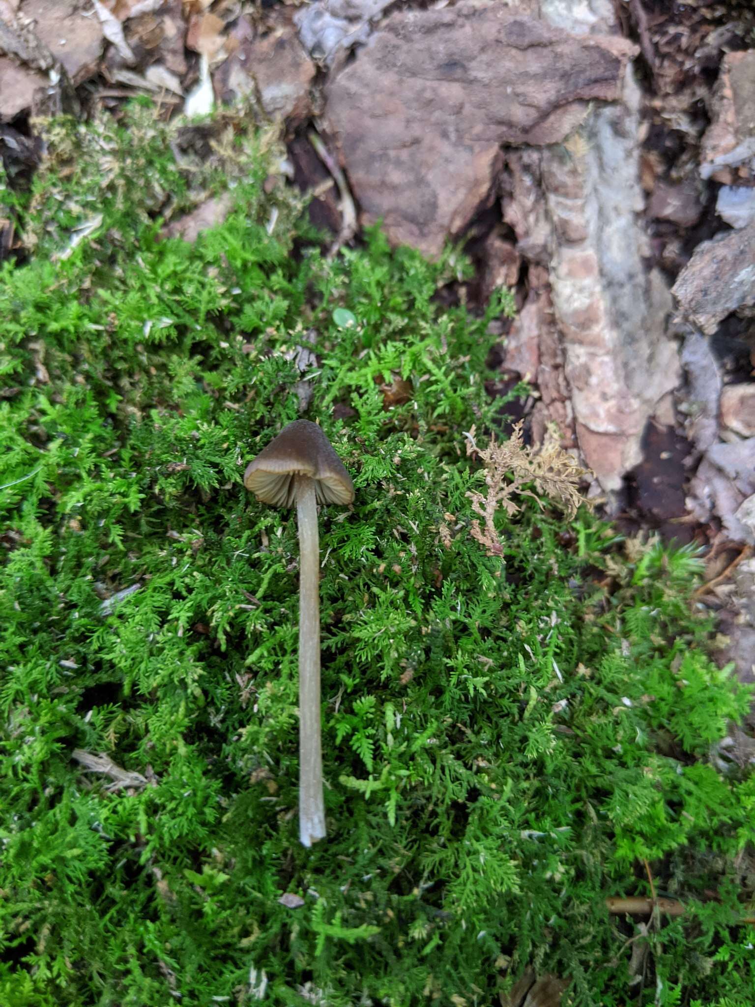 Слика од Entoloma luteum Peck 1902