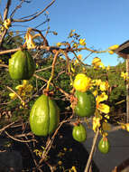 Image of Cochlospermum gillivraei Benth.