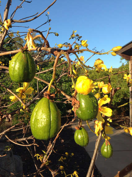 Imagem de Cochlospermum gillivraei Benth.