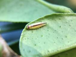 Image of Two-spotted leafhopper