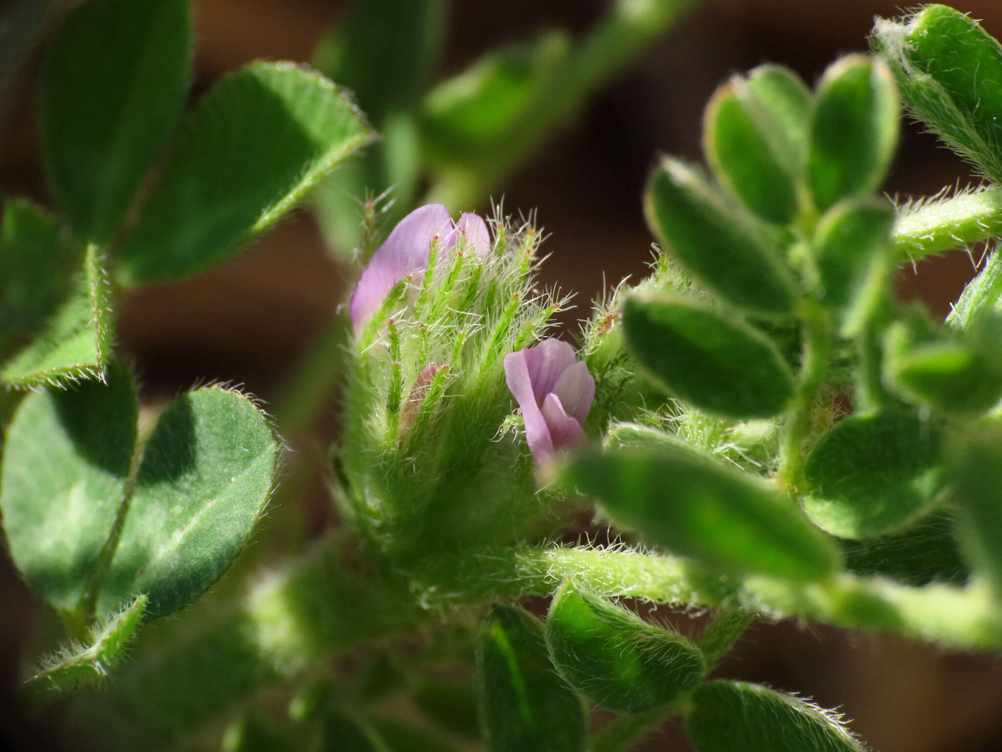 Imagem de Astragalus sesameus L.