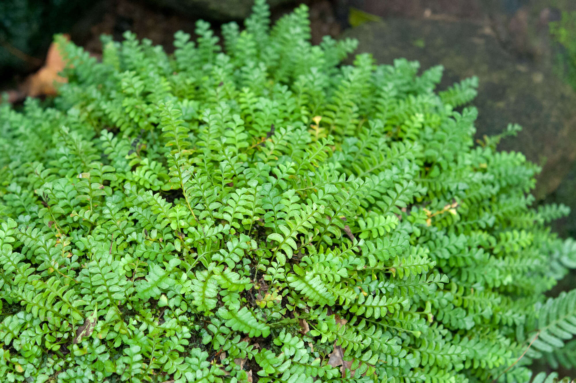 Image of Osmolindsaea japonica (Bak.) Lehtonen & Christenh.